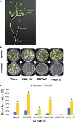 Genotype-Independent Transformation and Genome Editing of Brassica napus Using a Novel Explant Material